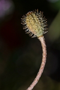 David Plant Photography - Wildlife Photography - Rough poppy - A
