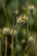 David Plant Photography - Wildlife Photography - Rough poppy - B