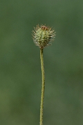 David Plant Photography - Wildlife Photography - Rough poppy - C