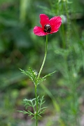 David Plant Photography - Wildlife Photography - Rough poppy - G