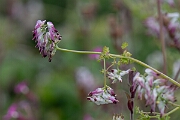 David Plant Photography - Wildlife Photography - White ramping fumitory - A