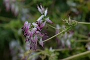 David Plant Photography - Wildlife Photography - White ramping fumitory - H