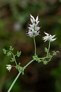 David Plant Photography - Wildlife Photography - White ramping fumitory - K