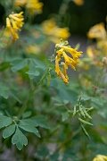 David Plant Photography - Wildlife Photography - Yellow corydalis - A