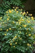 David Plant Photography - Wildlife Photography - Yellow corydalis - C