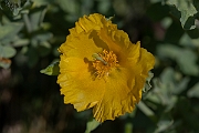 David Plant Photography - Wildlife Photography - Yellow horned poppy - B
