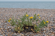 David Plant Photography - Wildlife Photography - Yellow horned poppy - D