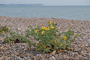 David Plant Photography - Wildlife Photography - Yellow horned poppy - E