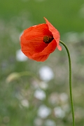 David Plant Photography - Wildlife Photography - Yellow-juiced poppy - A