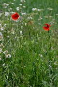 David Plant Photography - Wildlife Photography - Yellow-juiced poppy - B