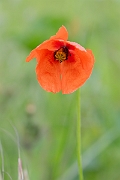 David Plant Photography - Wildlife Photography - Yellow-juiced poppy - E