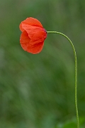 David Plant Photography - Wildlife Photography - Yellow-juiced poppy - F