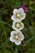 David Plant Photography - Wildlife Photography - Grass of parnassus - E