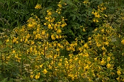 David Plant Photography - Wildlife Photography - Monkey flower - A