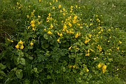 David Plant Photography - Wildlife Photography - Monkey flower - B