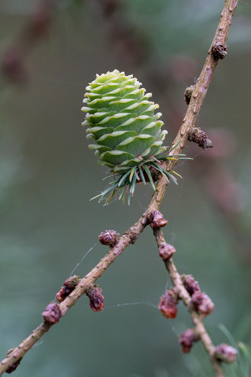 David Plant Photography - Wildlife Photography - Japanese larch - A.jpg - Japanese larch - Suffolk