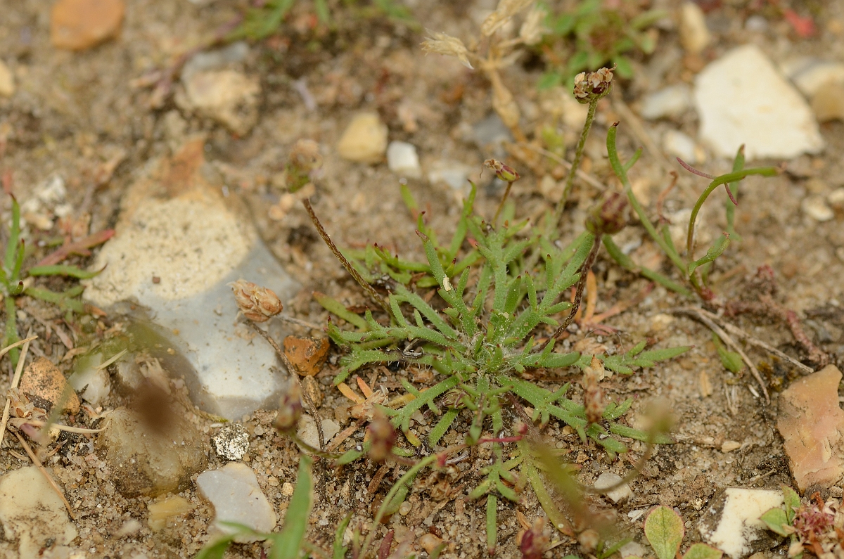 David Plant Photography - Wildlife Photography - Buckshorn plantain - A.jpg - Buckshorn plantain - Suffolk