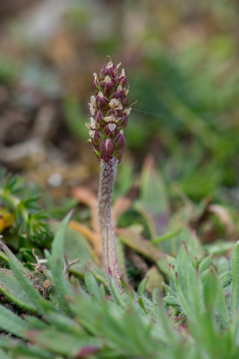 David Plant Photography - Wildlife Photography - Buckshorn plantain - D.JPG - Buckshorn plantain, flowerhead - Suffolk