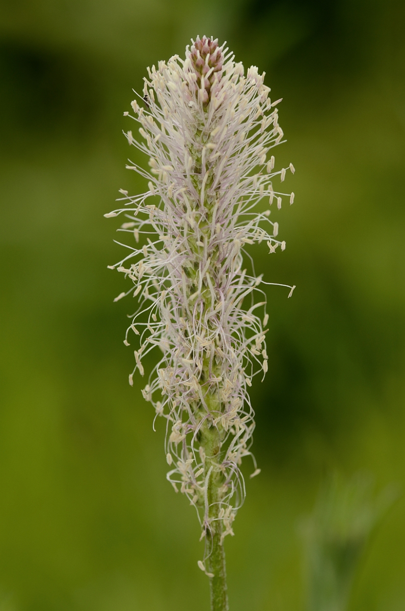 David Plant Photography - Wildlife Photography - Hoary plantain - B.jpg - Hoary plantain - Buckinghamshire