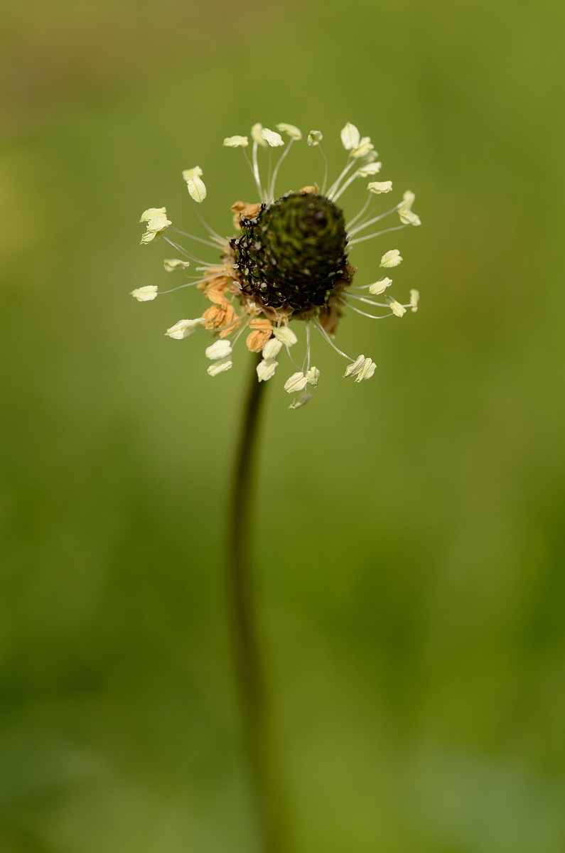 David Plant Photography - Wildlife Photography - Ribwort plantain - A.jpg - Ribwort plantain flower head - Bedfordshire
