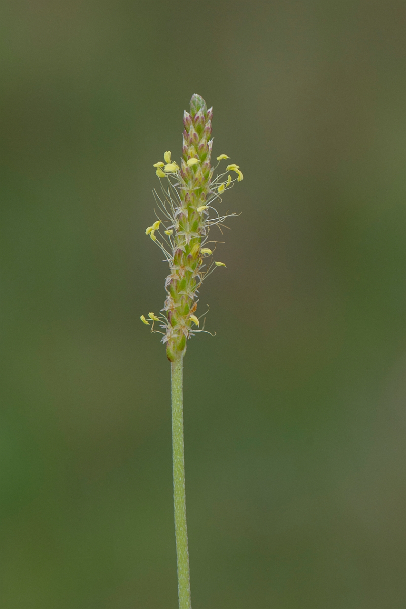 David Plant Photography - Wildlife Photography - Sea plantain - E.JPG - Sea plantain, flower head - Caithness