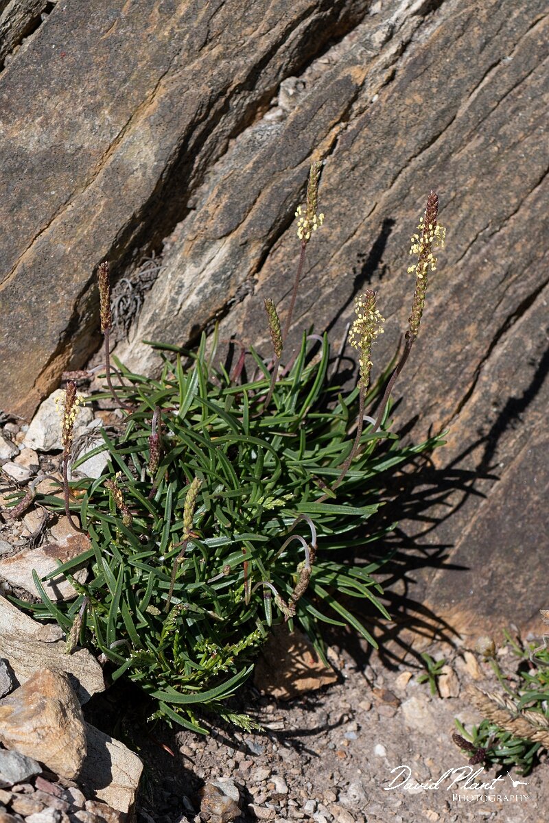 David Plant Photography - Wildlife Photography - Sea plantain - H.jpg - Sea plantain, Plantago maritima - Angelsey