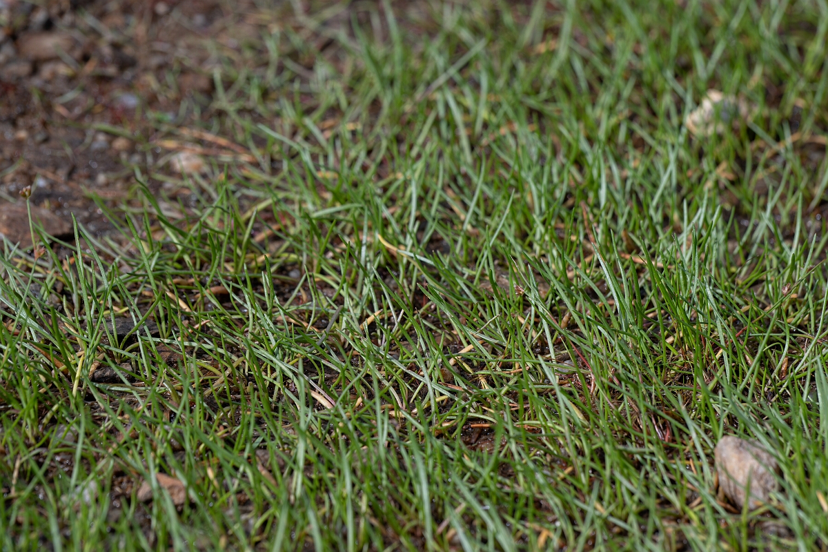 David Plant Photography - Wildlife Photography - Shoreweed - A.jpg - Shoreweed - Stirling