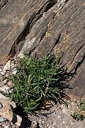 David Plant Photography - Wildlife Photography - Sea plantain - H