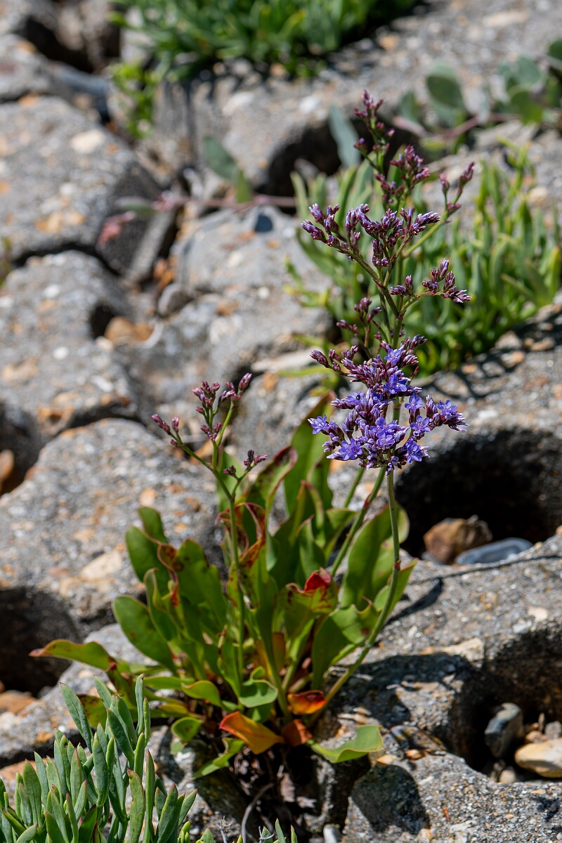 David Plant Photography - Wildlife Photography - Common sea-lavender - B.jpg - Common sea-lavender, Limonium vulgare, plant - Hampshire