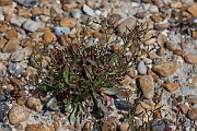 David Plant Photography - Wildlife Photography - Rock sea-lavender - A