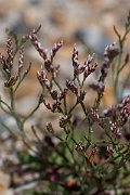 David Plant Photography - Wildlife Photography - Rock sea-lavender - B