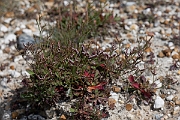 David Plant Photography - Wildlife Photography - Rock sea-lavender - C