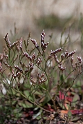 David Plant Photography - Wildlife Photography - Rock sea-lavender - D