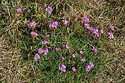 David Plant Photography - Wildlife Photography - Thrift - A