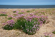David Plant Photography - Wildlife Photography - Thrift - B