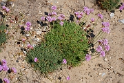 David Plant Photography - Wildlife Photography - Thrift - C
