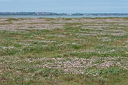 David Plant Photography - Wildlife Photography - Thrift - G