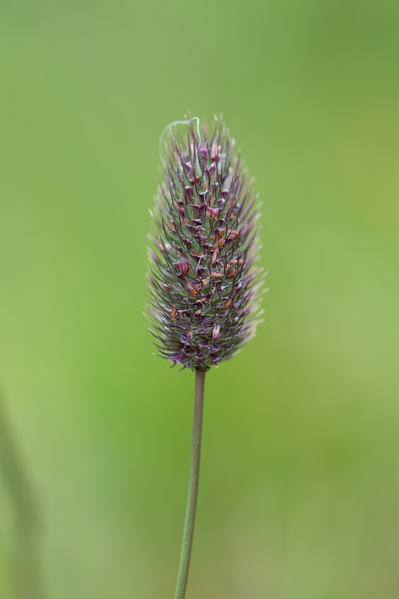 David Plant Photography - Wildlife Photography - Alpine catstail - A.jpg - Alpine catstail - Cairngorms