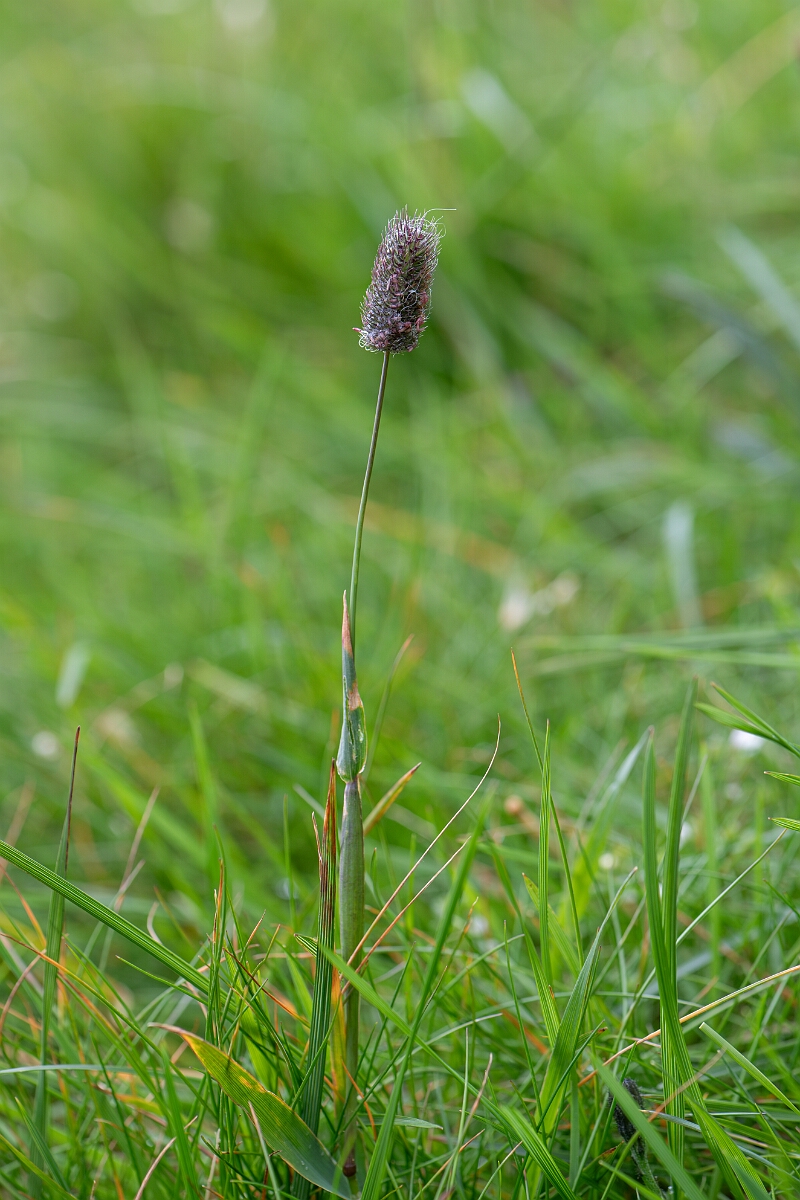 David Plant Photography - Wildlife Photography - Alpine catstail - B.jpg - Alpine catstail - Cairngorms