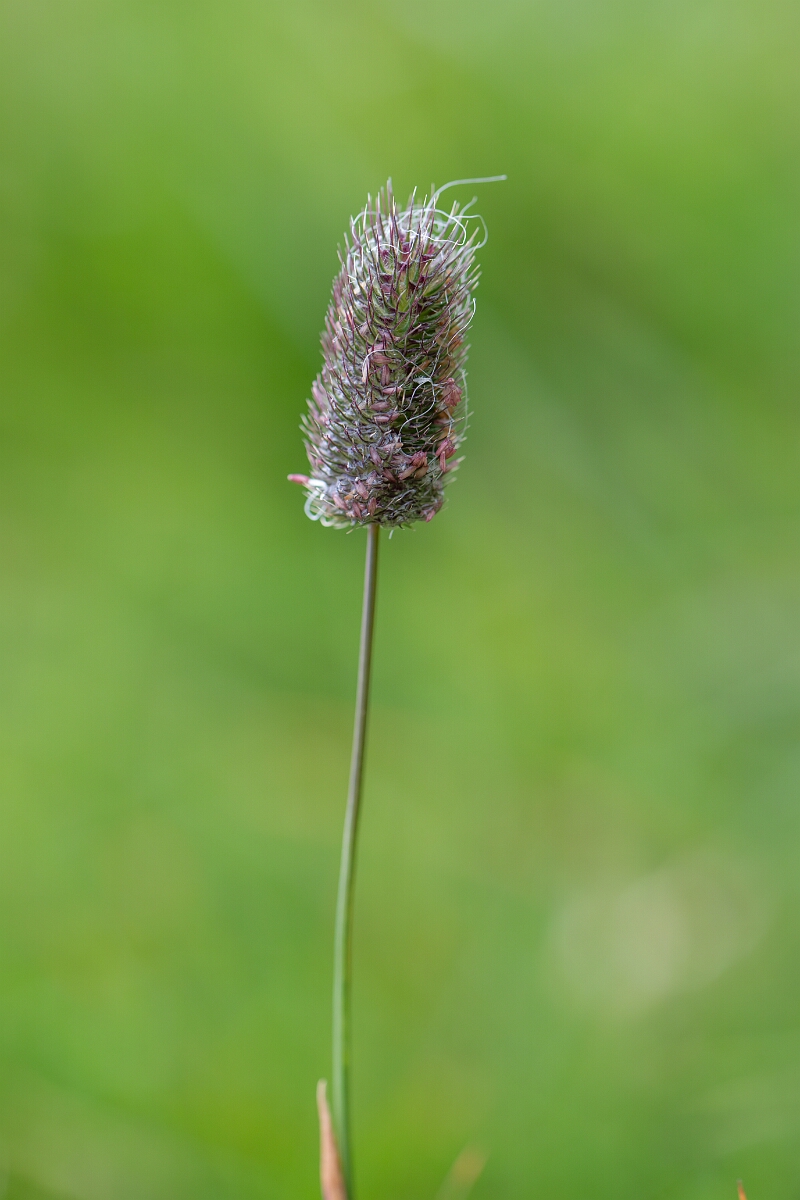 David Plant Photography - Wildlife Photography - Alpine catstail - C.jpg - Alpine catstail - Cairngorms
