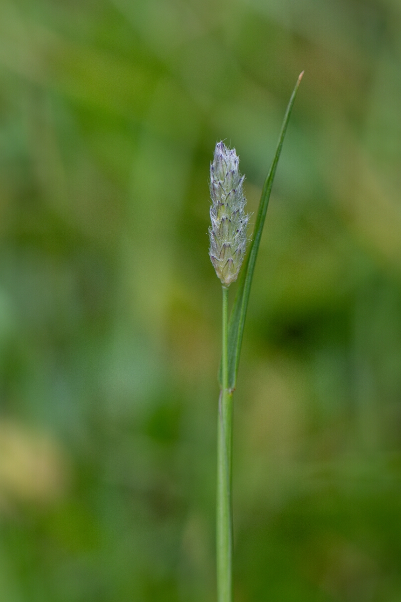 David Plant Photography - Wildlife Photography - Alpine foxtail - A.jpg - Alpine foxtail - Cairngorms