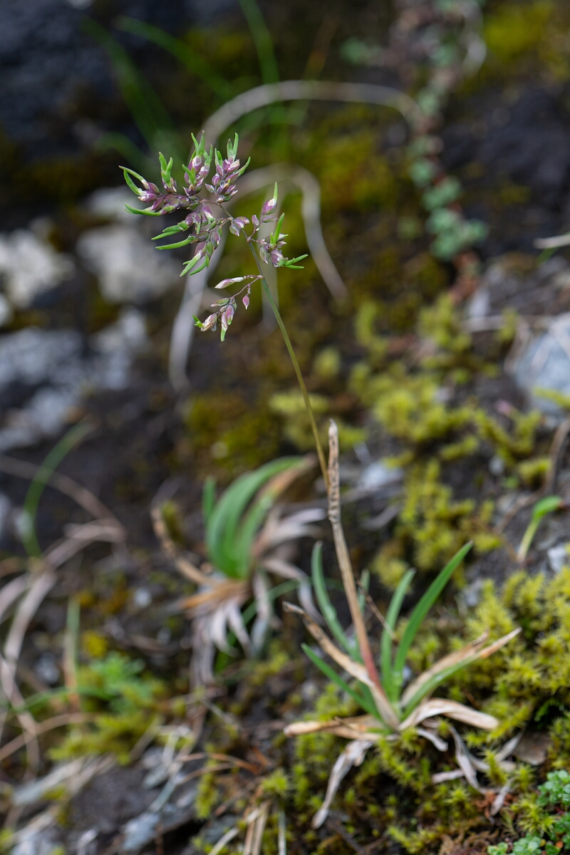 David Plant Photography - Wildlife Photography - Alpine meadow-grass - A.jpg - Alpine meadow-grass - Perthshire