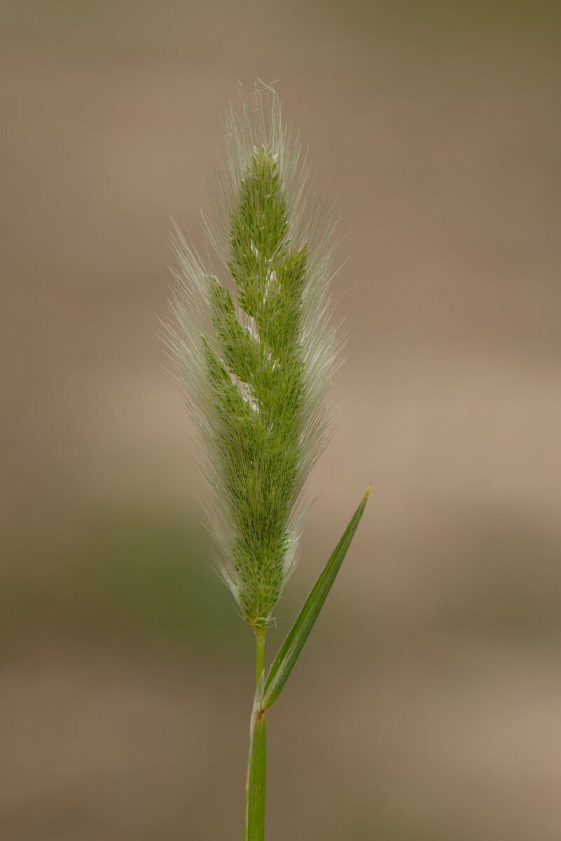 David Plant Photography - Wildlife Photography - Annual beardgrass - B.jpg - Annual beard-grass - Kent