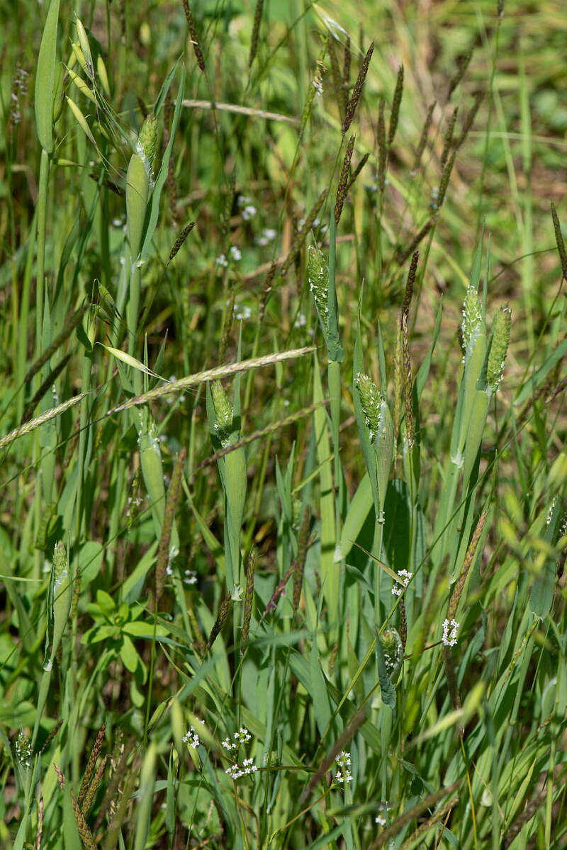 David Plant Photography - Wildlife Photography - Awned canary-grass - A.jpg - Awned canary-grass, plant - Somerset