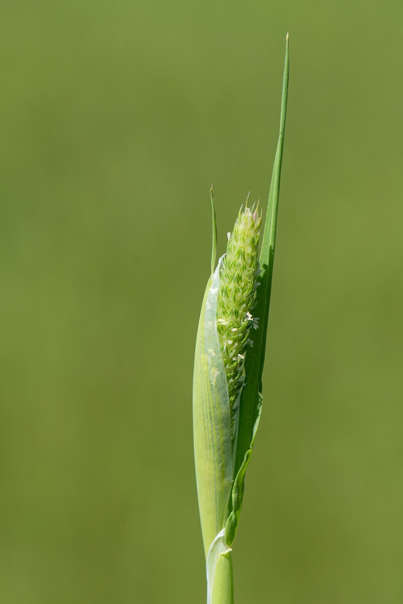David Plant Photography - Wildlife Photography - Awned canary-grass - B.jpg - Awned canary-grass, panicle - Somerset