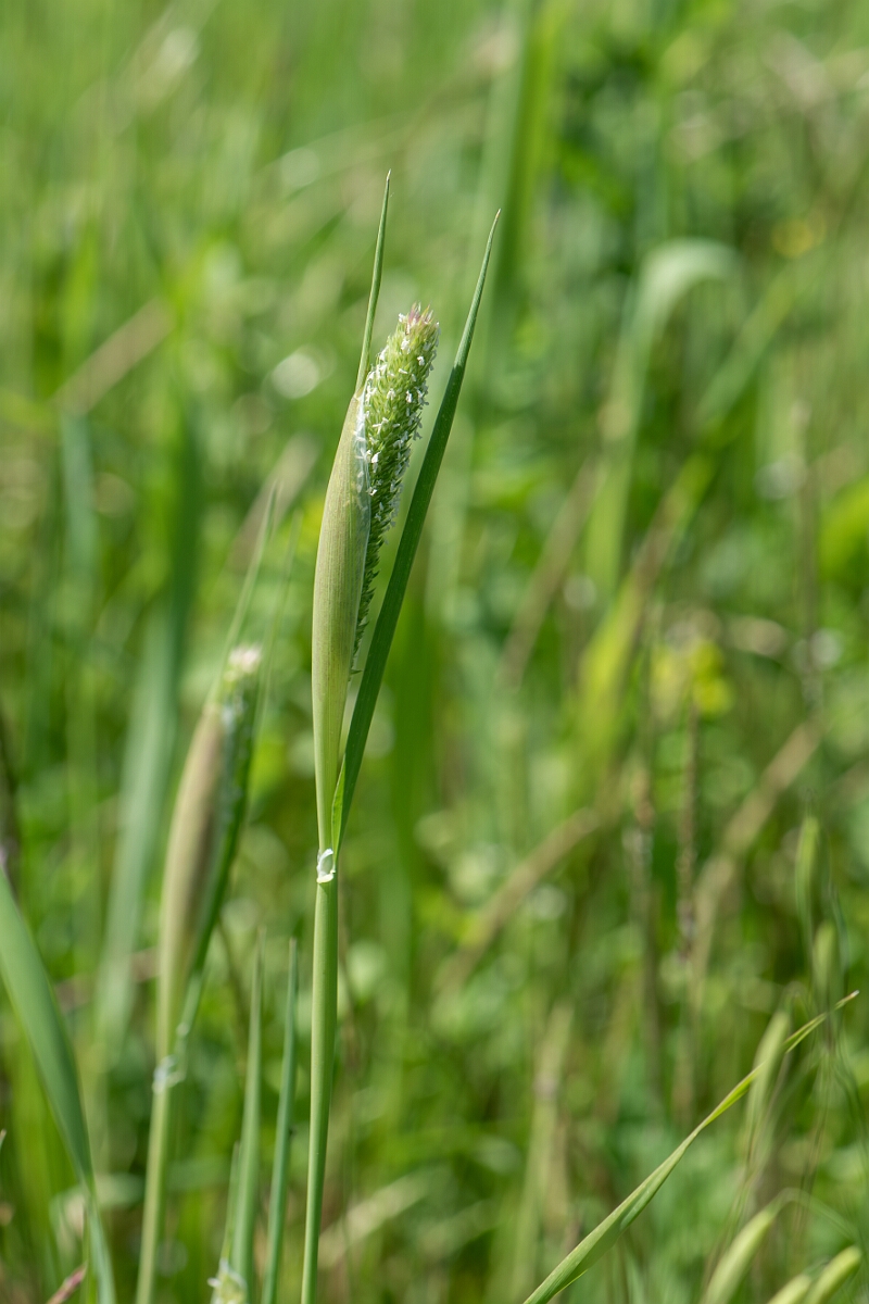 David Plant Photography - Wildlife Photography - Awned canary-grass - C.jpg - Awned canary-grass, panicle - Somerset