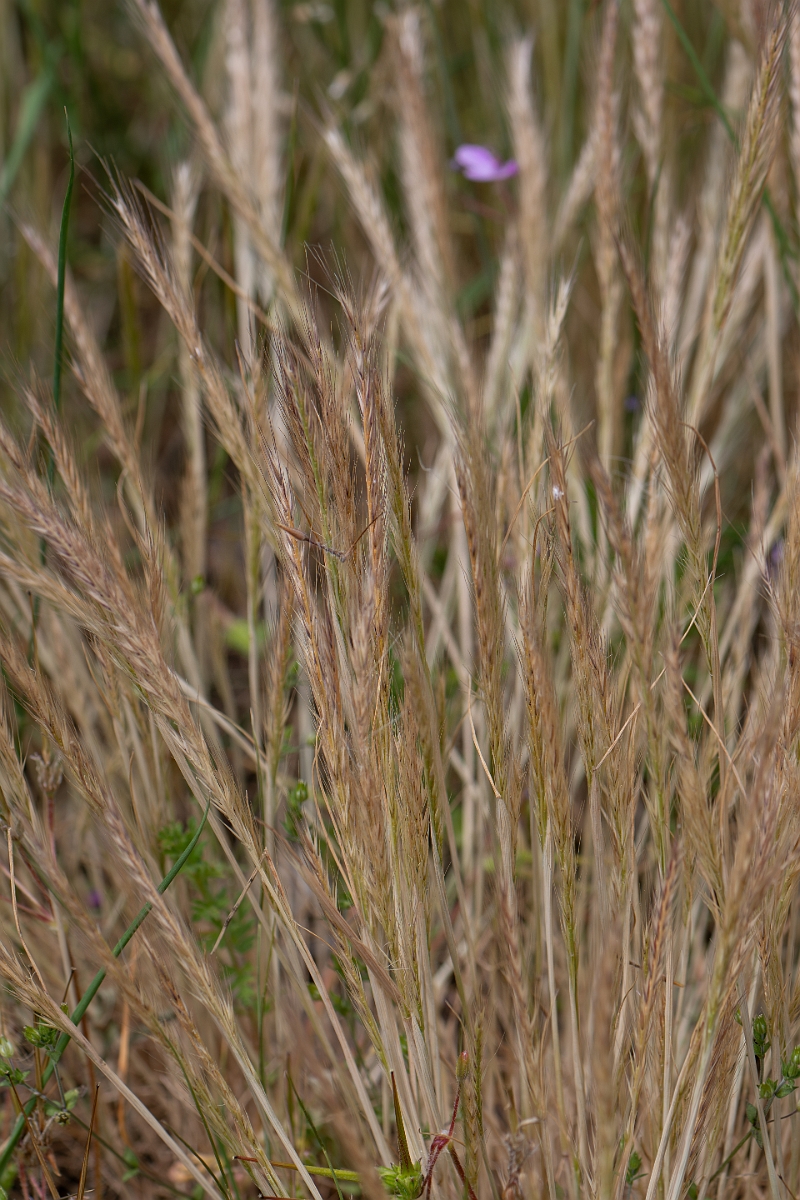 David Plant Photography - Wildlife Photography - Bearded fescue - A.jpg - Bearded fescue - Suffolk