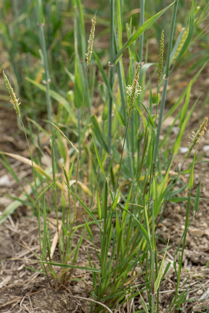 David Plant Photography - Wildlife Photography - Black grass - B.jpg - Black grass, plant - Buckinghamshire