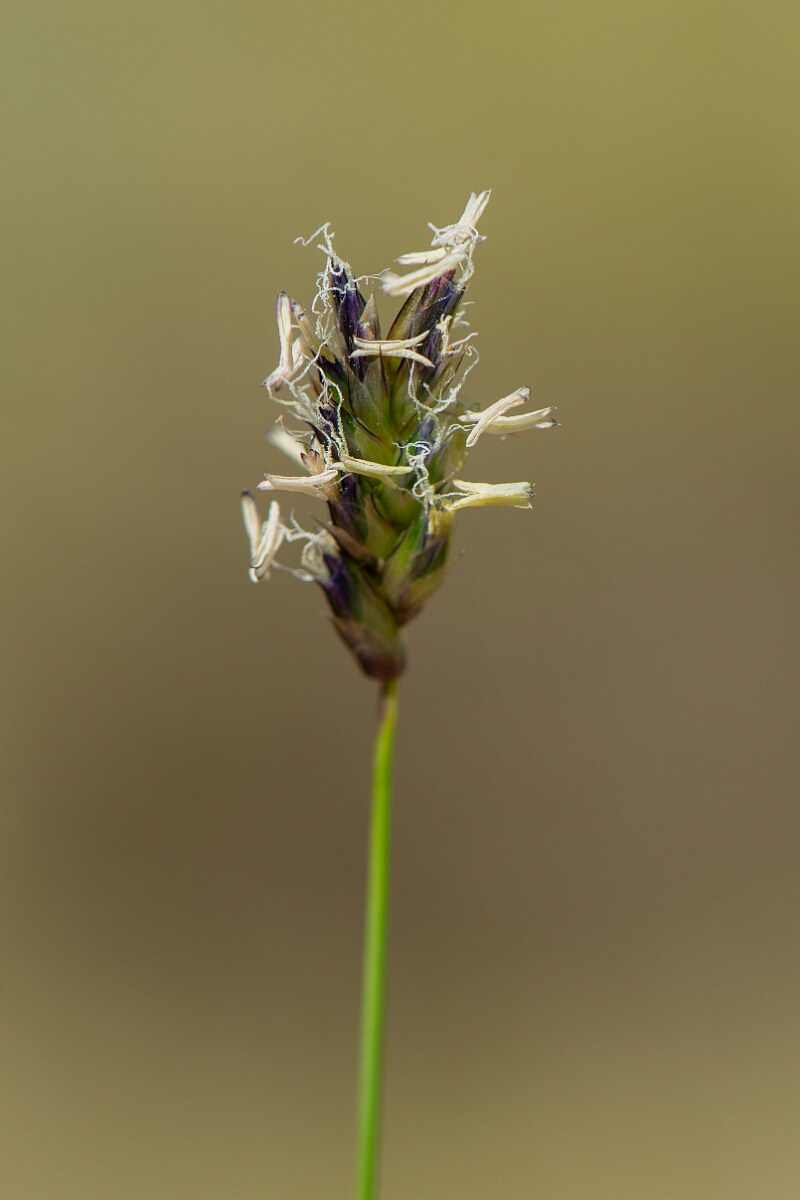 David Plant Photography - Wildlife Photography - Blue moor-grass - C.jpg - Blue moor-grass - Perthshire