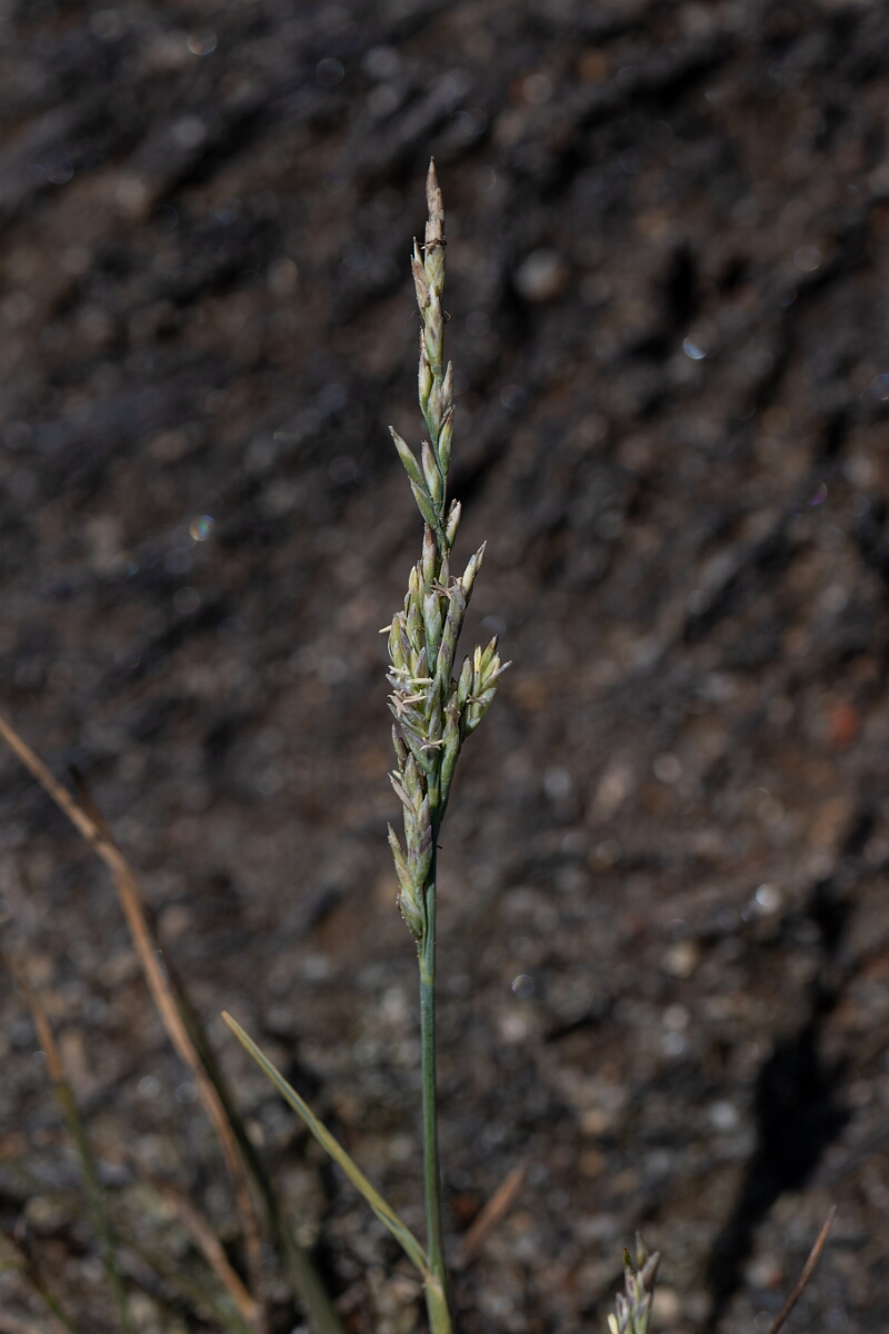 David Plant Photography - Wildlife Photography - Borrer's saltmarsh-grass - B.jpg - Borrer's saltmarsh-grass, Puccinellia fasciculata, panicle - Hampshire